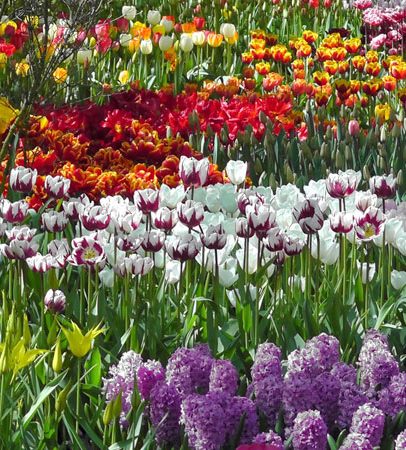 Inspiration vom Keukenhof